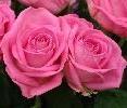 Pink Rose
Blooms