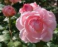 Pink Rose
Bloom