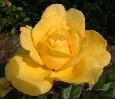Yellow Rose
Bloom